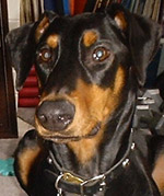Lilu, October 30